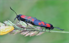 <p>VŘETENUŠKA KOMONICOVÁ (Zygaena viciae)---- /New Forest burnet - Kleines Fünffleck-Widderchen/</p>